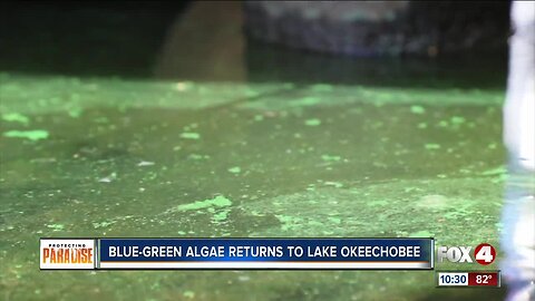 Blue-green algae found on northwest of Lake Okeechobee