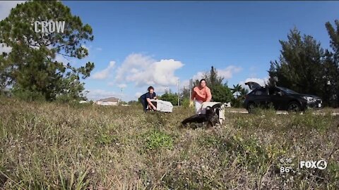 CROW releases two young eagles back into the wild