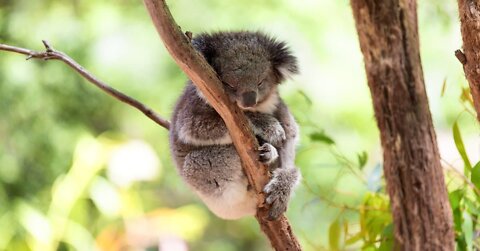 Baby Koala Bears Playing & Climbing