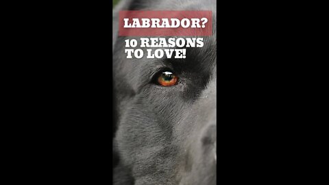 2023 Top 10 Reasons to LOVE Labrador. Best Dog Ever