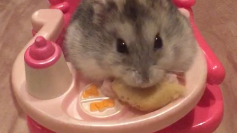 A Hamster Eats A Snack In A Doll Chair