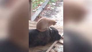 Funny Cat Gives A Dog Massage