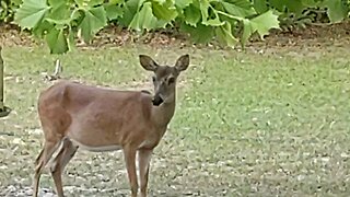 My Florida Deer