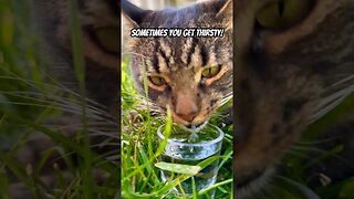 Noodle Ran To Hard Today! | Beat Cat Videos Ever #cats #animals #cutecats #funnycats #funnyanimals