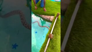 Letting My Giant Snake Swim In A Huge Swimming Pool! 🏊‍♂️🐍