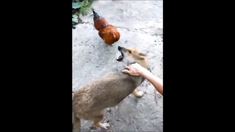 Angry german shepherd against chicken. Very funny