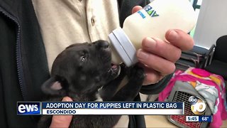 Adoption Day for Escondido puppies left in dog food bag