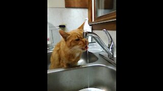 Cat drinking fountain