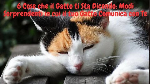 6 Cose che il Gatto ti Sta Dicendo: Modi Sorprendenti in cui il tuo Gatto Comunica con Te