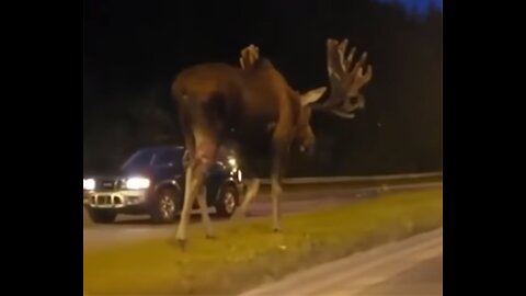 Giant moose walks the streets in Russia