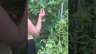 Homegrown tomatoes- mommy Ching Ching picking them up- we are blessed #garden #gardening