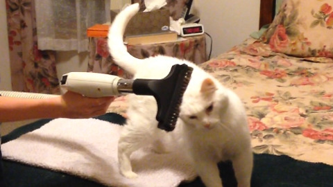 Weird Cat Loves A Vacuum Massage