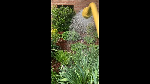 Watering the flowers