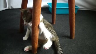 Small Cat Sits under a Chair