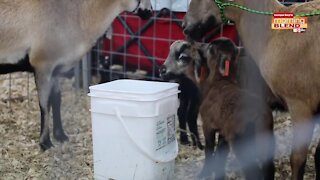 Fun at the Florida State Fair | Morning Blend