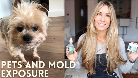 What To Do After Your Pets Have Been Exposed To Mold | Pet Detox