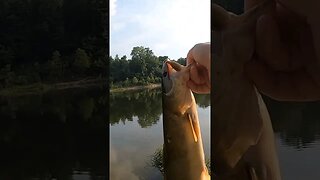 I can't believe this fish ate such a tiny lure. #legendaryfishing #fishing #toledobend