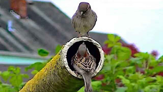 IECV NV #284 - 👀 House Sparrows On The Pole 4-25-2017