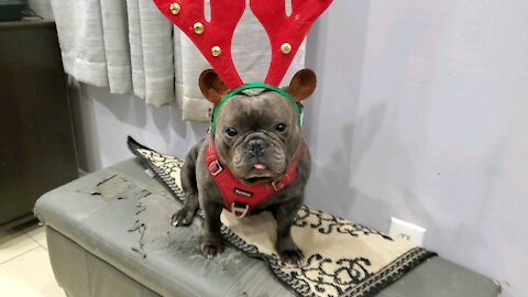 Frenchie not in the mood for christmas