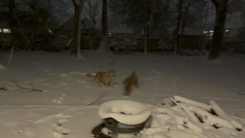 Golden doodles playing