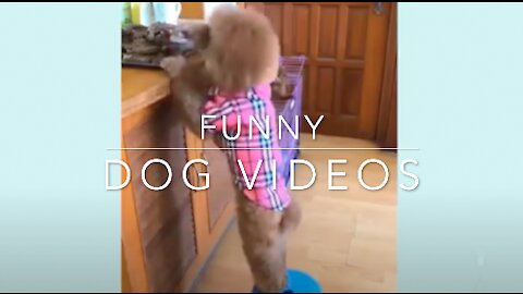 🤣 Funny DOG Videos 😂🐶You will laugh at all these DOGS!!!