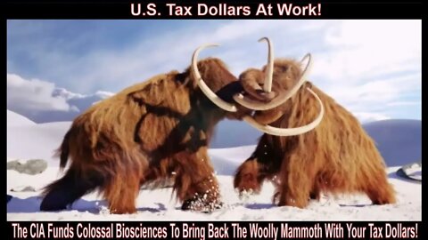 The CIA Funds Colossal Biosciences To Bring Back Woolly Mammoth With Your Tax Dollar!