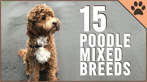 15 Poodle Mix Breeds That Will Melt Your Heart