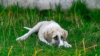 Alimentação e chá para cachorro com dor no estômago | Dr. Edgard Gomes | Alimentação natural Cães