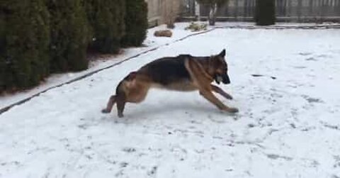 Schæferhund leger gemmeleg i sneen