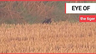 Couple claim to have spotted a large wild cat, known locally as the Fen Tiger in Suffolk