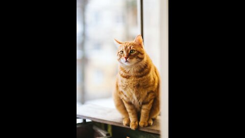 Cats Frighten Of Cucumber