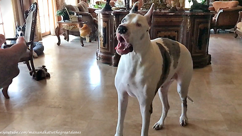 Funny Great Dane Catches Chicken in Slow Motion