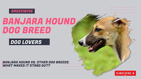 Banjara Hound Dog Breed Information: Everything You Need to Know