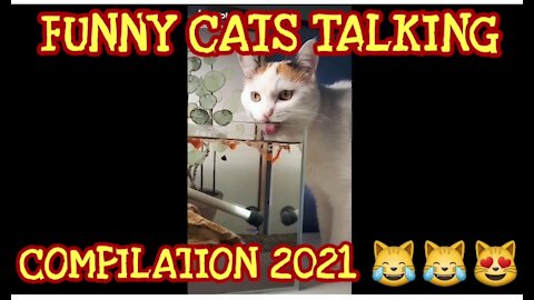 BEST FUNNY CATS TALKING COMPILATION 2021 😹😹😻 | AnimalStories