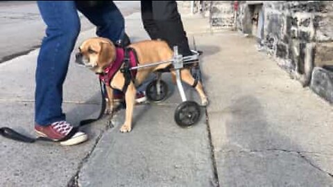 Cagnolino paraplegico usa la sedia a rotelle per la prima volta!