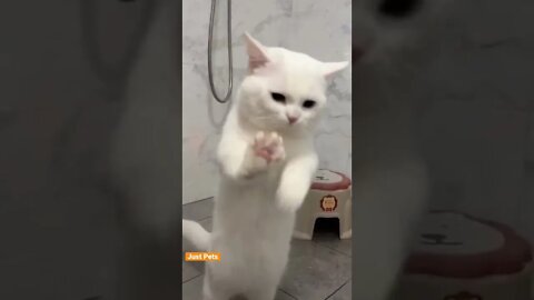 Wipe Wipe 🐈 #cat #cute #funnyanimals #funnyvideos #tiktok