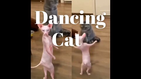 Dancing cat 🐈 | cats