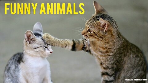 Funny animals, funny animals dancing, funny animals fighting