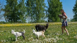 Goat Babies All Together Outside