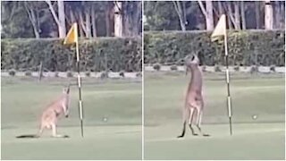 Un canguro innamorato di una bandiera da golf!