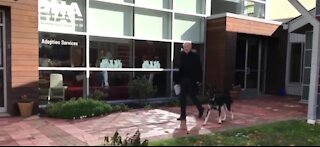 Biden's dog Major getting additional training