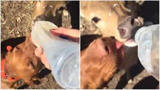 Pet dog and hand-reared deer prove best buddies by sharing feeding bottle