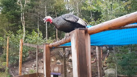 Giant Turkey Flies Overhead and is Chased