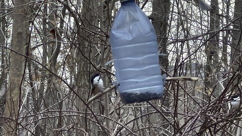 Chickadees & House Finch vying for feeder