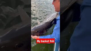 Bucket list fish Cubera snapper 56# fishing video