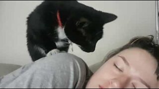 Cat wakes owner up every day with a paw to the face