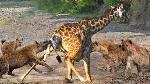 Angry Mother Giraffe Kicks Hyenas In The Face To Save Her Baby - Hyenas Vs Giraffe