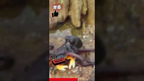 😲 Terminator Squid Takes Out Armored Crab: Crazy Animal Videos That Will Make Your Jaw Drop! 🐾🎥 Ep8