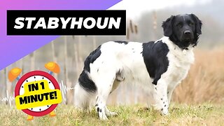 Stabyhoun - In 1 Minute! 🐶 One Of The Rarest Dog Breeds In The World | 1 Minute Animals