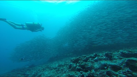 Scuba diver gets lost in enormous school of fish